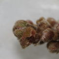 Alectryon caterpillar 6504.jpg