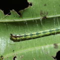 caterpillar Hapapa 4450