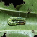 caterpillar Hapapa 4452