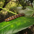 caterpillar Palawai 3966