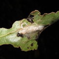 Charpentiera caterpillar damage Palawai 5016