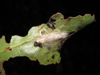Charpentiera caterpillar damage Palawai 5016