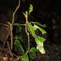 Charpentiera caterpillar damage Palawai 5018