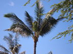 CRB coconut damage Hickam 5081