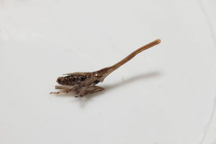 Dictyophorodelphax mirabilis Pahole 4918