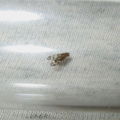 Drosophila ambochila Kaluaa 7261