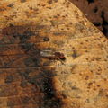 Drosophila flavibasis Kahoaloha 1047