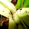 Drosophila Freycinetia larva Manoa Cliff 7320
