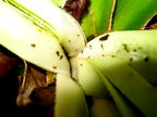 Drosophila Freycinetia larva Manoa Cliff 7320