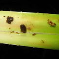 Drosophila Freycinetia larva Nuuanu 7203