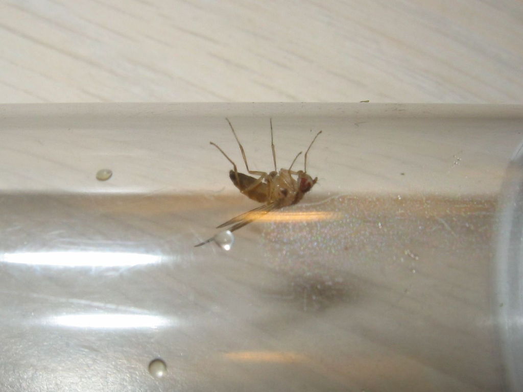 Drosophila moli Nuuanu 7245