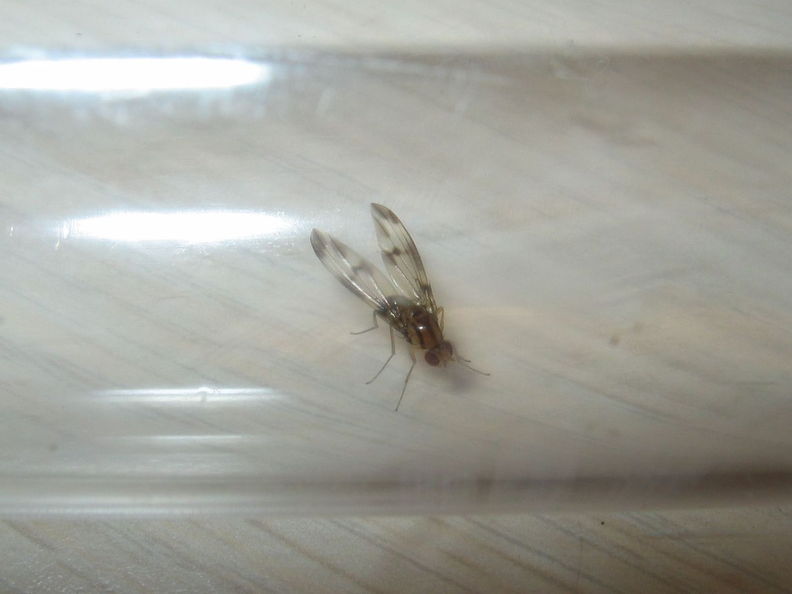 Drosophila moli Nuuanu 7250.jpg