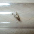 Drosophila moli Nuuanu 7250.jpg