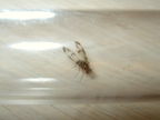 Drosophila moli Nuuanu 7250a