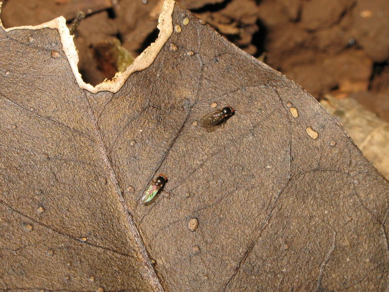 Drosophila nanella Kahoaloha 1049.jpg