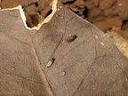 Drosophila nanella Kahoaloha 1049