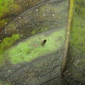 Drosophila nanella Kahoaloha 1056.jpg