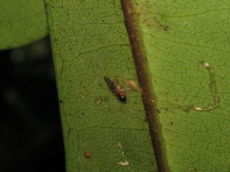 Drosophila paucitarsus Heed Trail 1823.jpg