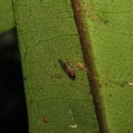 Drosophila paucitarsus Heed Trail 1823.jpg