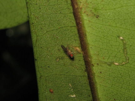 Drosophila paucitarsus Heed Trail 1823