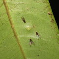 Drosophila paucitarsus Heed Trail 1824