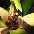 Drosophila Pleomele larva Kuia 0654