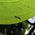 Drosophila poonia Mahanaloa 0677.jpg