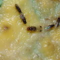 Drosophila suzukii Lau 0506.jpg