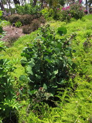 Erythrina variegata galled Waikoloa 2643