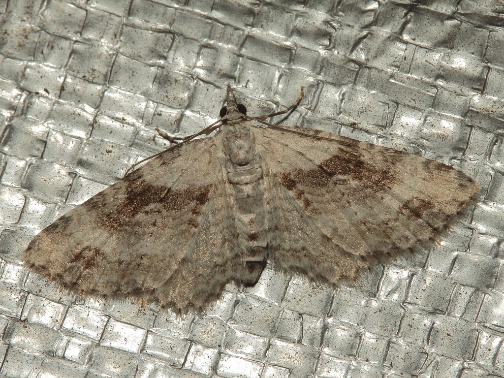 Eupithecia monticolans Lupea 8414