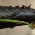 Eupithecia Palikea 2223