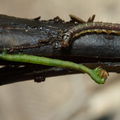 Eupithecia Palikea 2224
