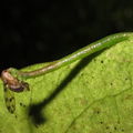 Eupithecia sp Kaluaa 6126
