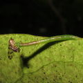 Eupithecia sp Kaluaa 6134