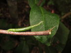 Eupithecia sp West Makaleha 4154