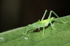 grasshopper eating snail Hapapa 4440
