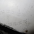 insect tracks on tracking tunnel 5706