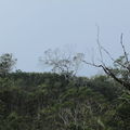 koa defoliation Waikaumalo 9347.jpg
