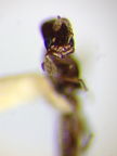 Megaprosternum longiceps 0558