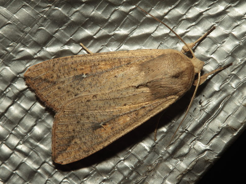 Noctuidae Lupea 8359.jpg