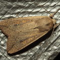 Noctuidae Lupea 8359