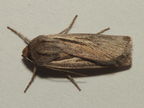 Noctuidae Lupea 8407