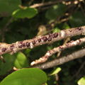 Paratachardina pseudolobata Moanalua 3223.jpg