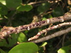 Paratachardina pseudolobata Moanalua 3223