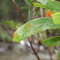 Scotorythra paludicola feeding Waikaumalo 9334