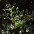 Scotorythra paludicola Humuula 9234