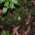 Scotorythra paludicola Humuula 9256