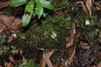 Scotorythra paludicola Humuula 9256