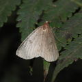 Scotorythra paludicola Humuula 9259