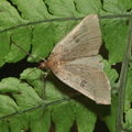 Scotorythra paludicola Humuula 9263
